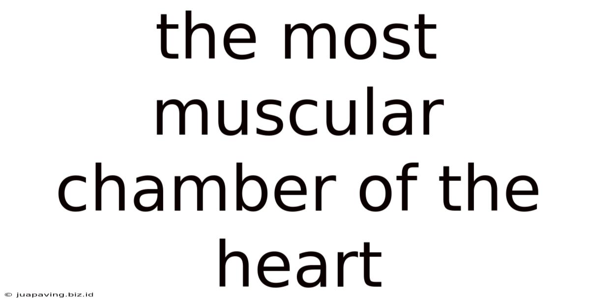 The Most Muscular Chamber Of The Heart
