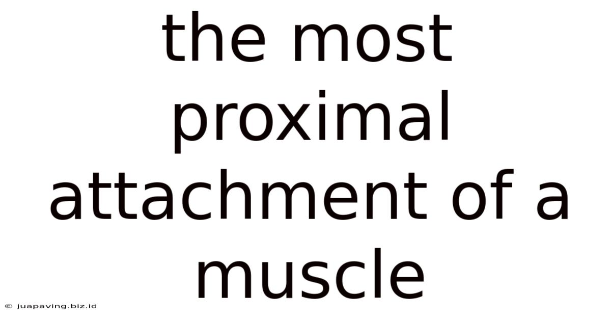 The Most Proximal Attachment Of A Muscle