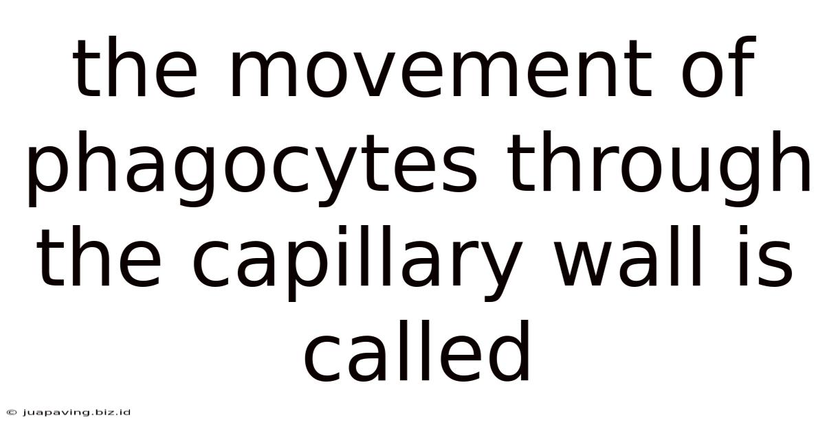 The Movement Of Phagocytes Through The Capillary Wall Is Called