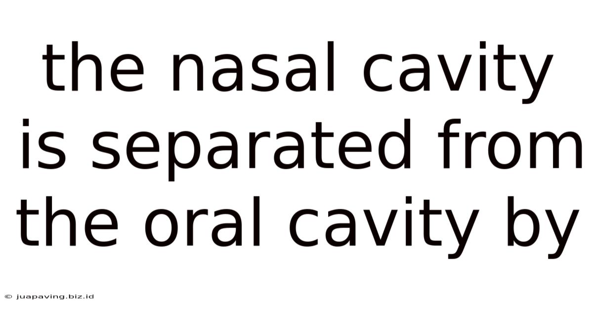 The Nasal Cavity Is Separated From The Oral Cavity By