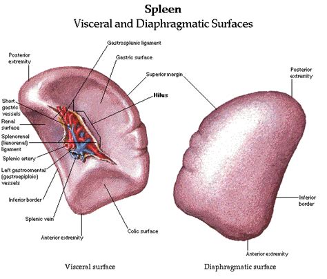 The Normal Rbc Graveyard Is The Liver