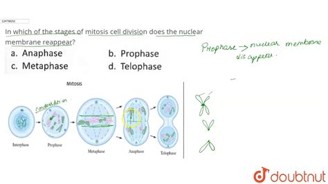 The Nuclear Membrane Reappears In Mitosis During