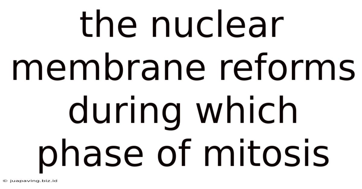 The Nuclear Membrane Reforms During Which Phase Of Mitosis
