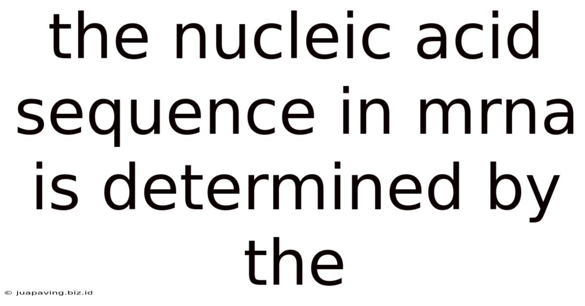 The Nucleic Acid Sequence In Mrna Is Determined By The