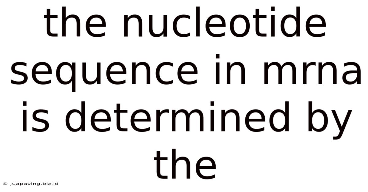 The Nucleotide Sequence In Mrna Is Determined By The