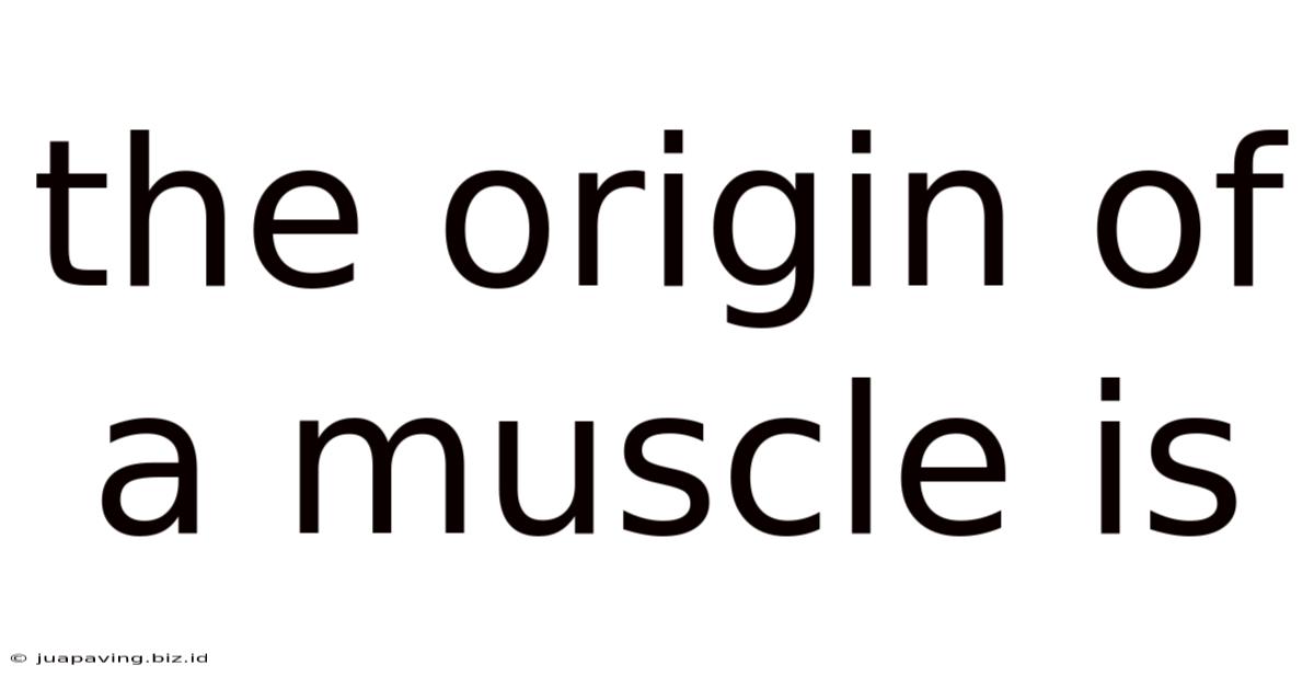 The Origin Of A Muscle Is