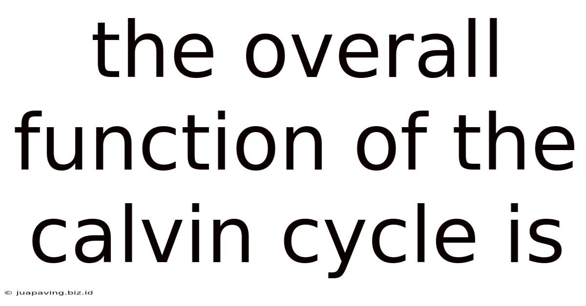 The Overall Function Of The Calvin Cycle Is