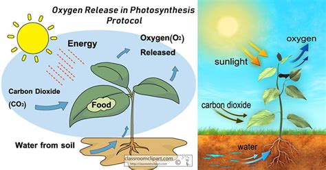 The Oxygen Released In Photosynthesis Comes From