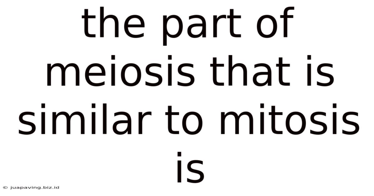 The Part Of Meiosis That Is Similar To Mitosis Is
