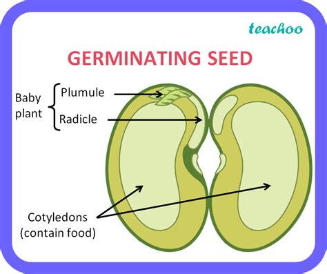 The Part Of The Seed That Develops Into The Shoot