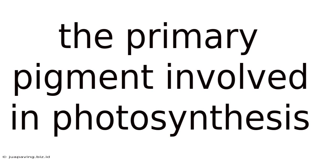 The Primary Pigment Involved In Photosynthesis