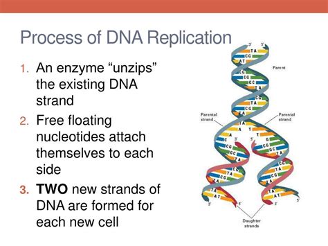 The Process Of Dna Replication Occurs Just Before