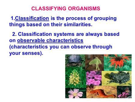 The Process Of Grouping Things Based On Their Common Characteristics