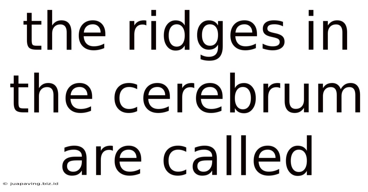 The Ridges In The Cerebrum Are Called