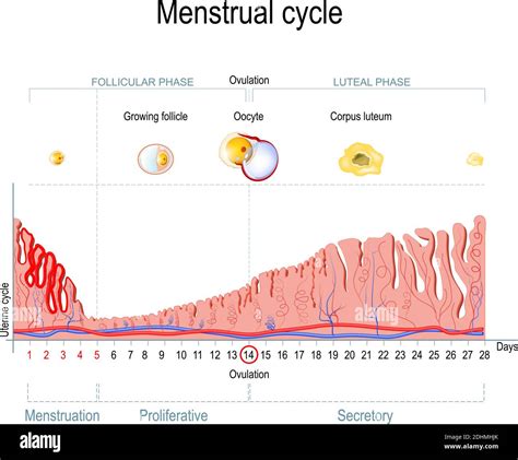 The Secretory Phase Of The Uterine Cycle Coincides With