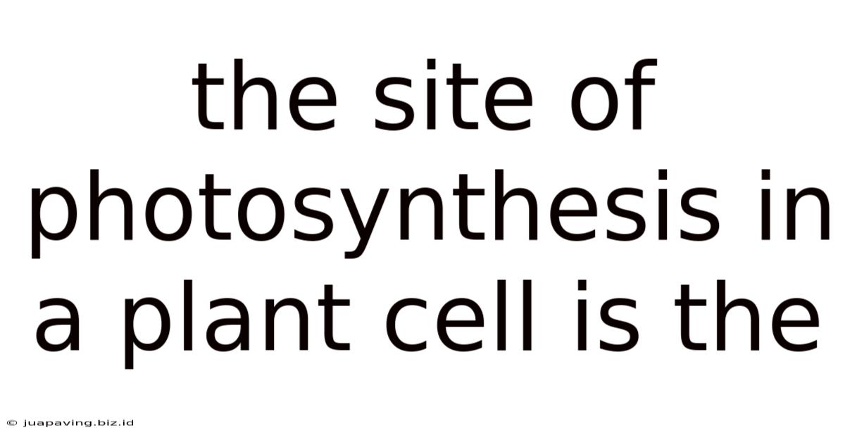 The Site Of Photosynthesis In A Plant Cell Is The