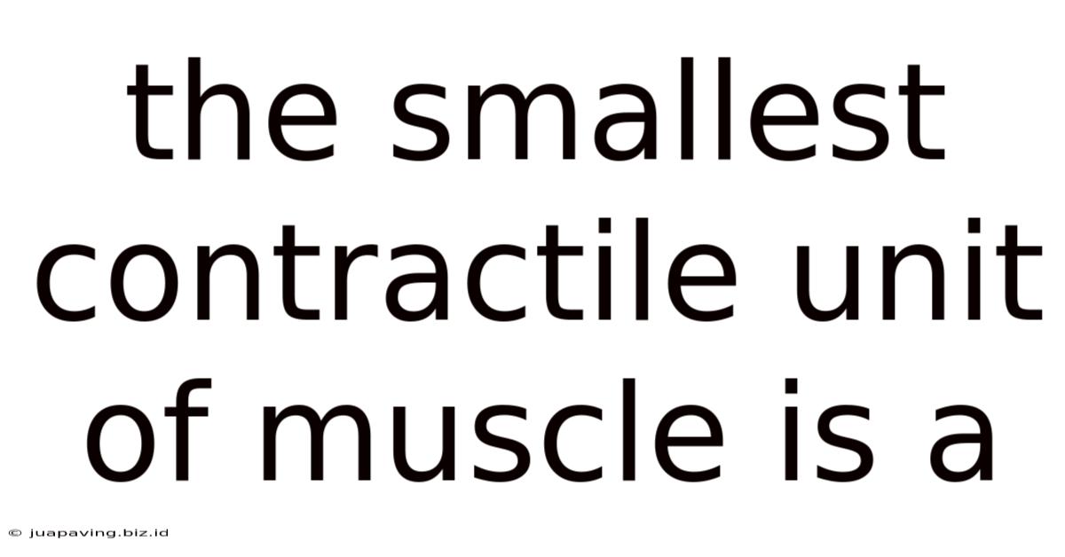 The Smallest Contractile Unit Of Muscle Is A