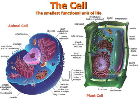 The Smallest Structural And Functional Unit Of An Organism