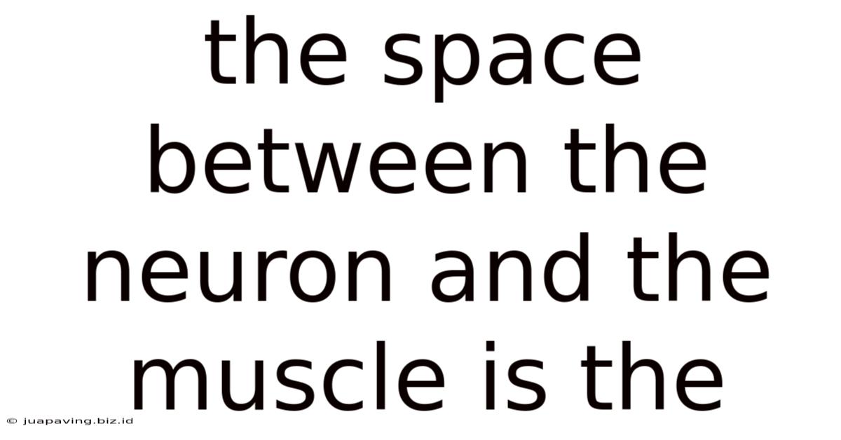The Space Between The Neuron And The Muscle Is The