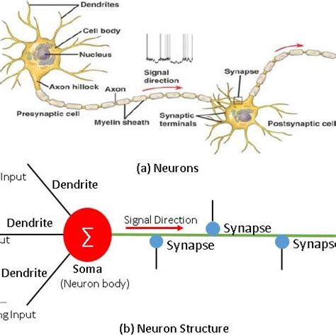 The Space Between Two Neurons Is Called The