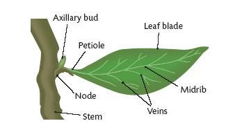 The Stalk That Connects The Leaf To The Stem