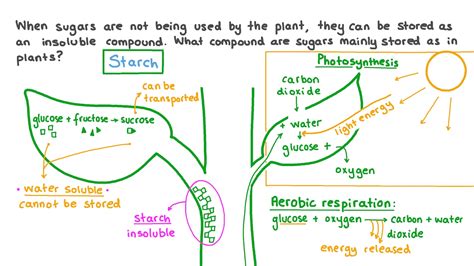 The Storage Form Of Glucose In Plants Is