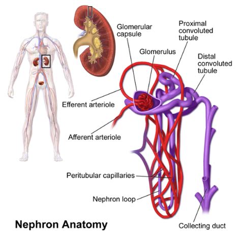 The Structural And Functional Unit Of The Kidney Is Called