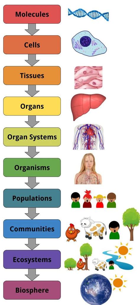 The Structural And Functional Units Of All Living Organisms