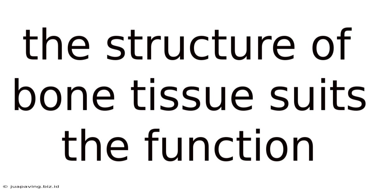 The Structure Of Bone Tissue Suits The Function