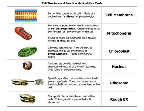 The Study Of Cell Structure And Function Is Called