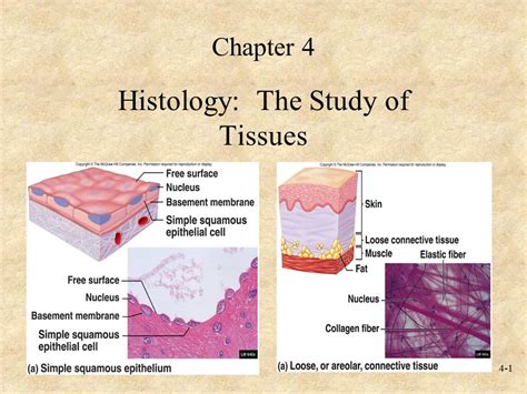 The Study Of The Function Of Tissues Is Called