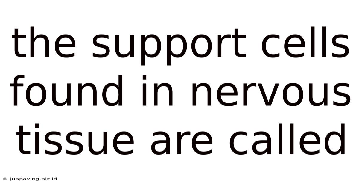 The Support Cells Found In Nervous Tissue Are Called