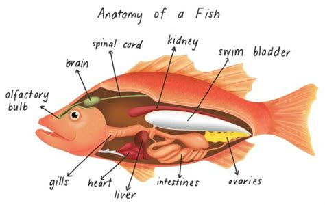 The Swim Bladder Of Bony Fishes Functions In