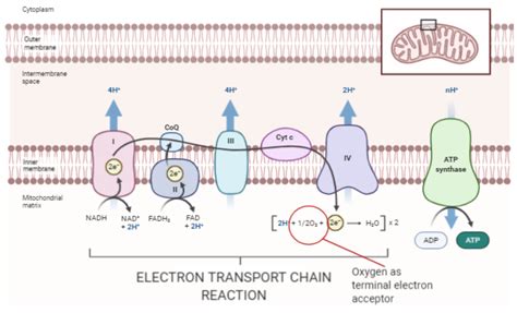 The Terminal Electron Acceptor In Aerobic Respiration Is