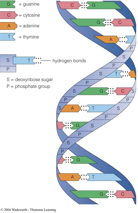 The Two Purines Bases In Dna Are