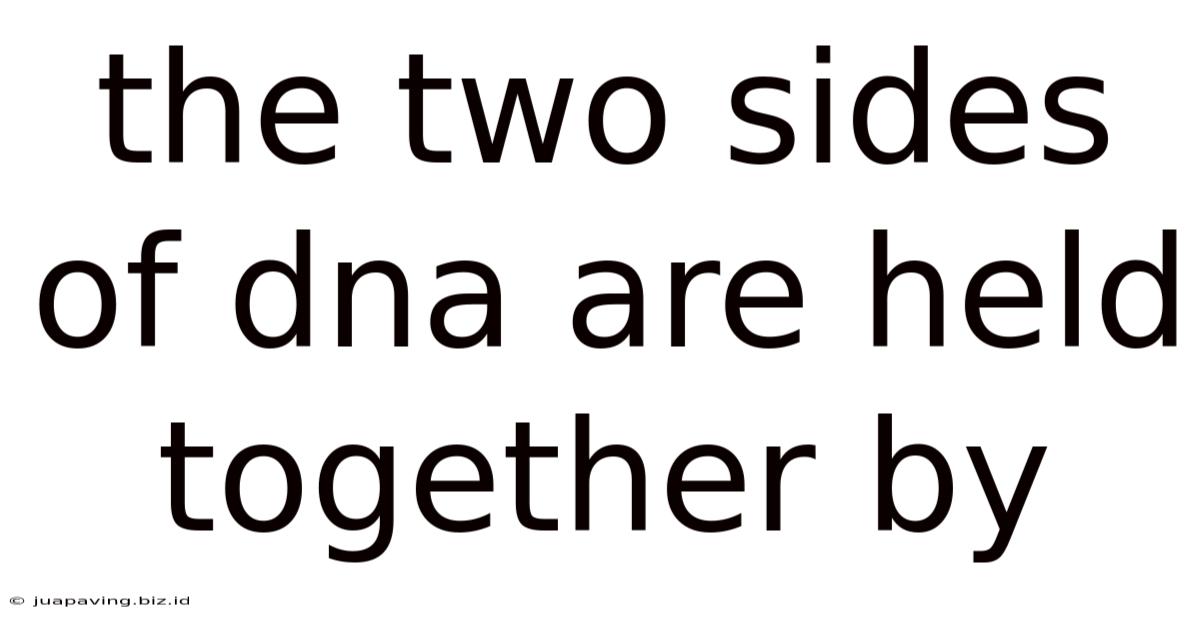 The Two Sides Of Dna Are Held Together By
