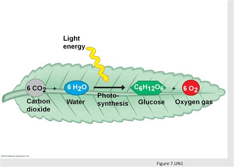 The Waste Products Of Cellular Respiration Include