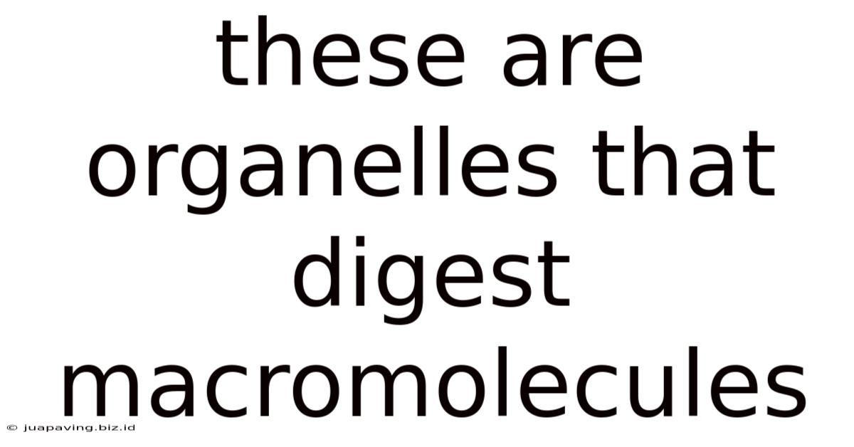 These Are Organelles That Digest Macromolecules