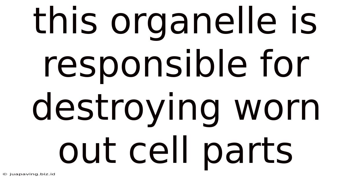 This Organelle Is Responsible For Destroying Worn Out Cell Parts