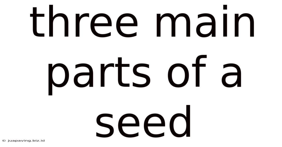 Three Main Parts Of A Seed