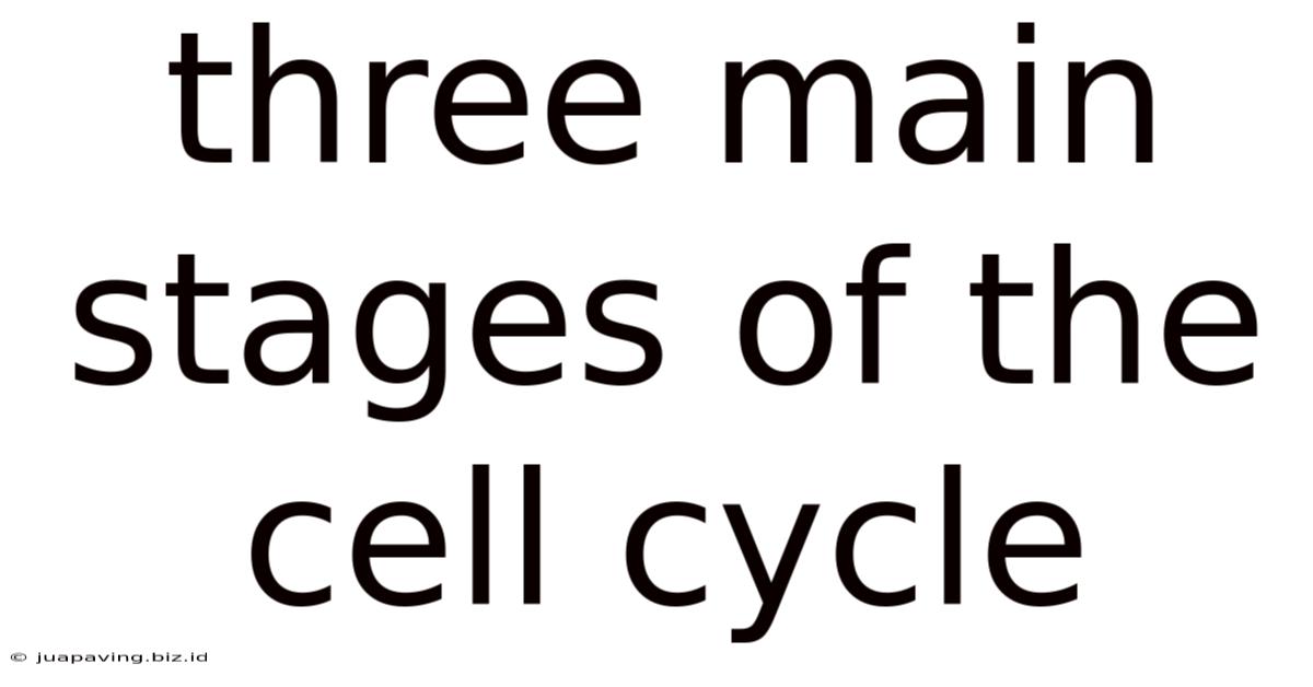 Three Main Stages Of The Cell Cycle