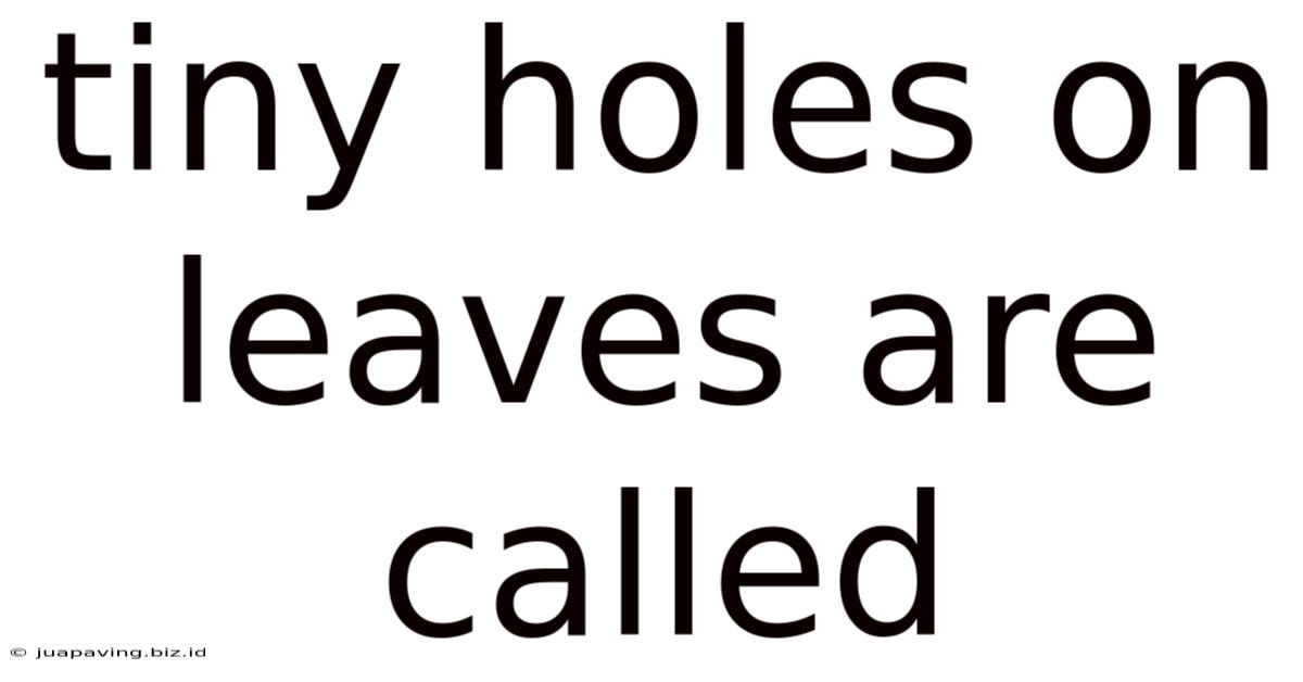Tiny Holes On Leaves Are Called