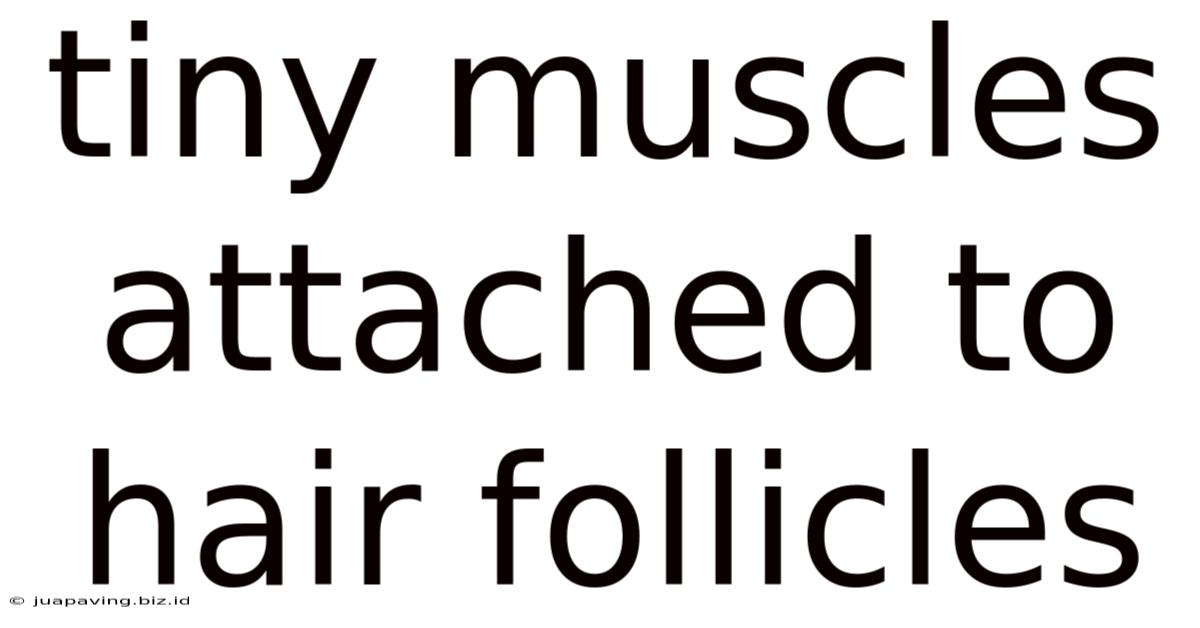 Tiny Muscles Attached To Hair Follicles