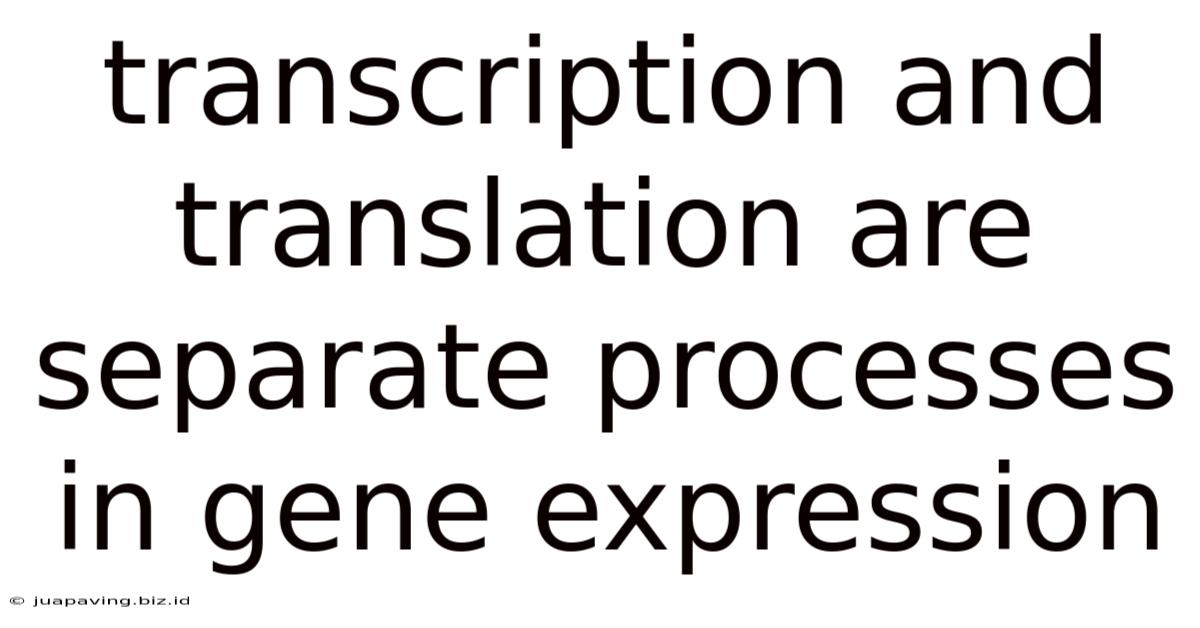 Transcription And Translation Are Separate Processes In Gene Expression