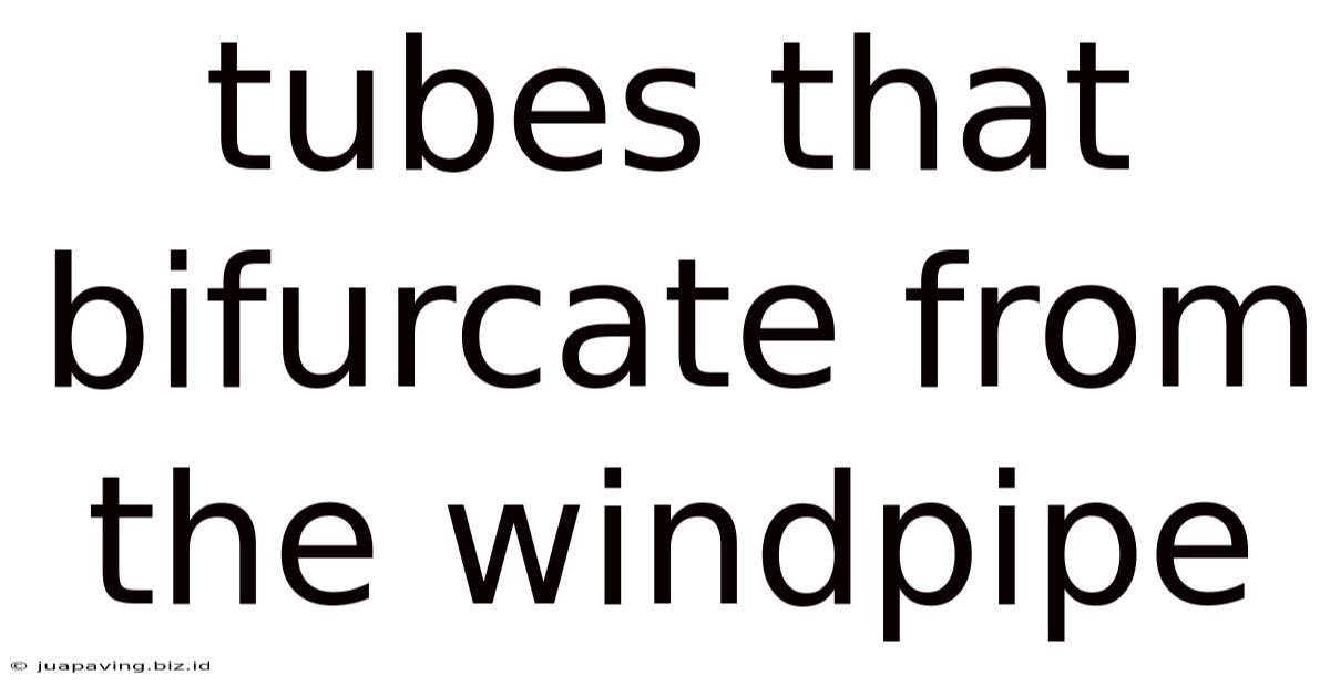 Tubes That Bifurcate From The Windpipe