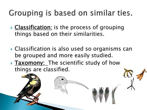 Type Is A Grouping Based On Shared Characteristics