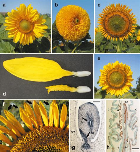 Type Of Inflorescence Is Represented S Typical Of Sunflowers