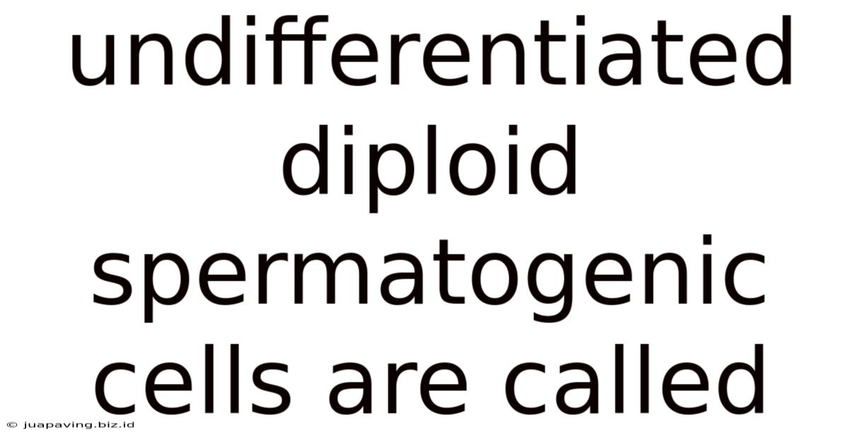 Undifferentiated Diploid Spermatogenic Cells Are Called