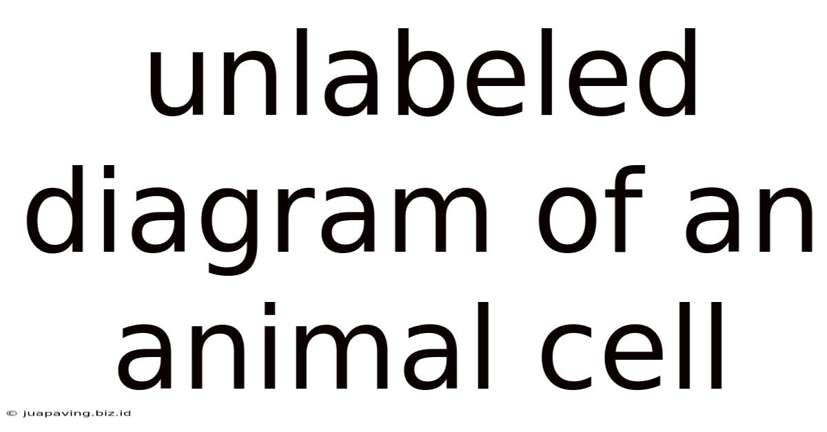 Unlabeled Diagram Of An Animal Cell