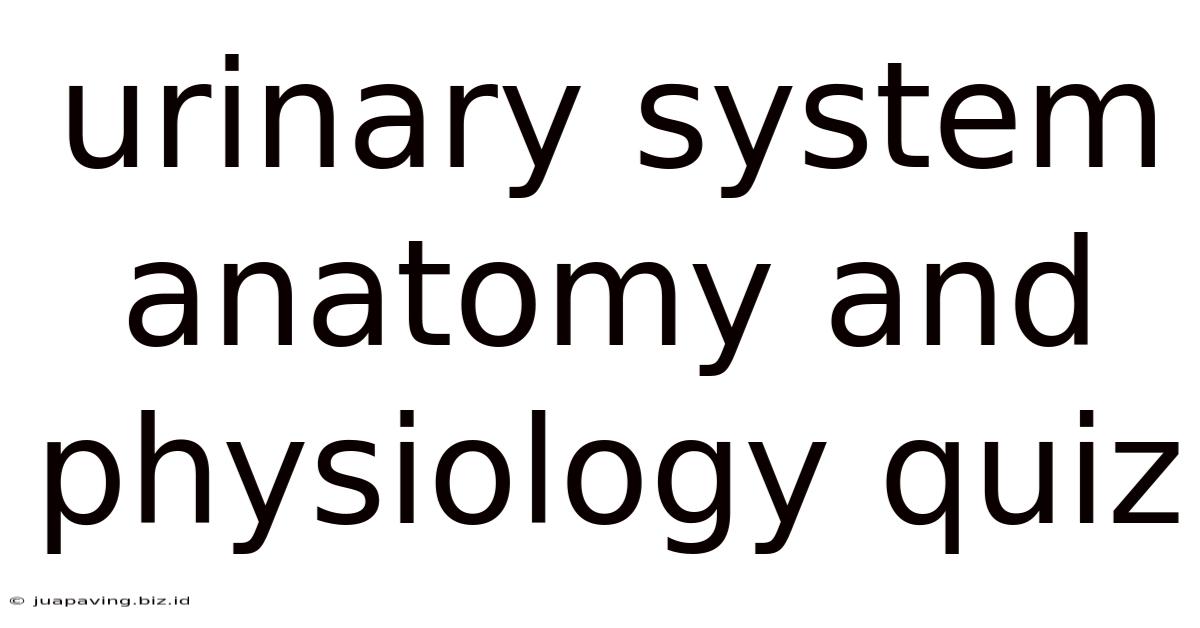 Urinary System Anatomy And Physiology Quiz